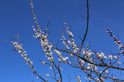 Low angle view of cherry blossom against blue sky