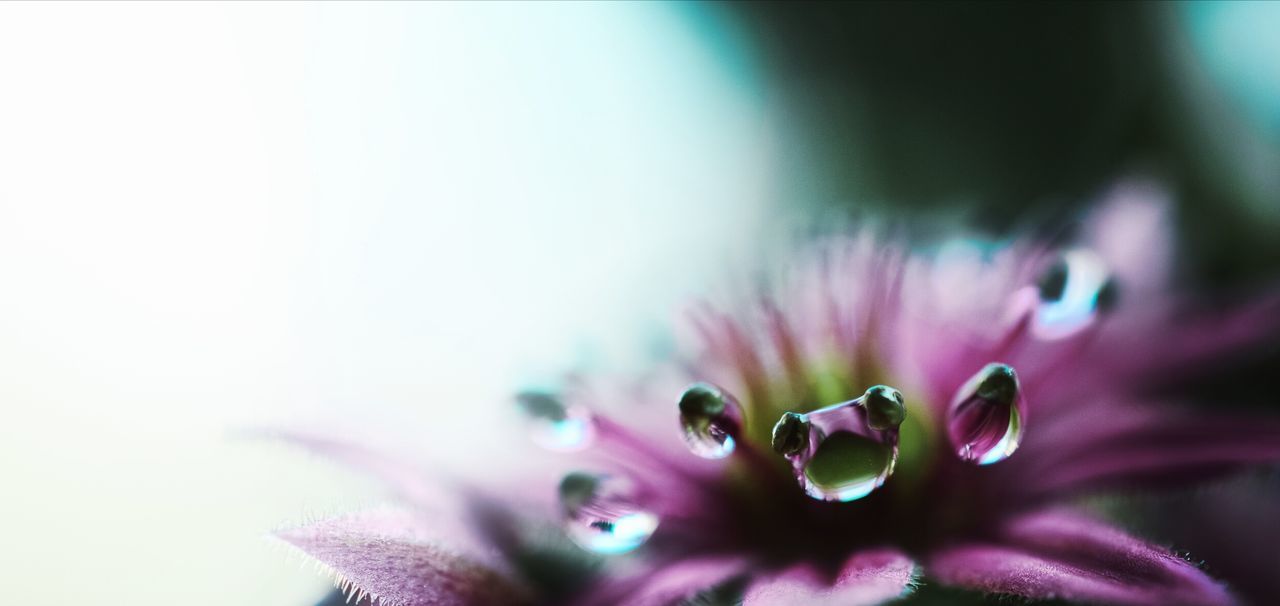 flower, flowering plant, freshness, plant, fragility, vulnerability, petal, beauty in nature, selective focus, close-up, growth, flower head, inflorescence, nature, no people, pink color, day, pollen, outdoors, purple, purity, dew