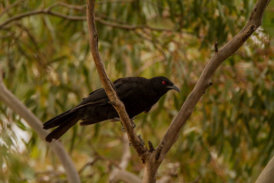Bird perching on a tree