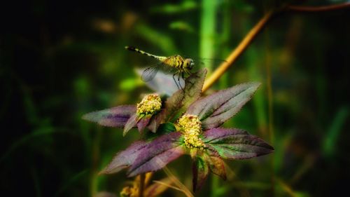 Close-up of insect on flower