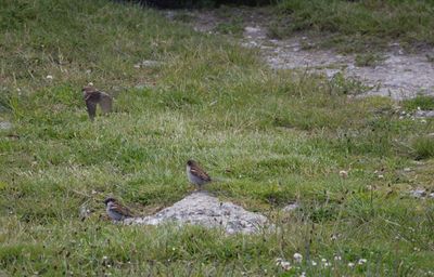 Bird perching on a field