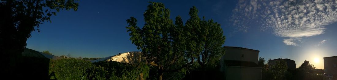 Trees against blue sky