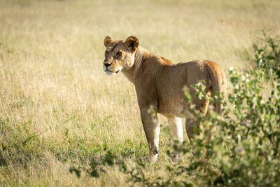 Lioness stands scanning horizon by leafy bush