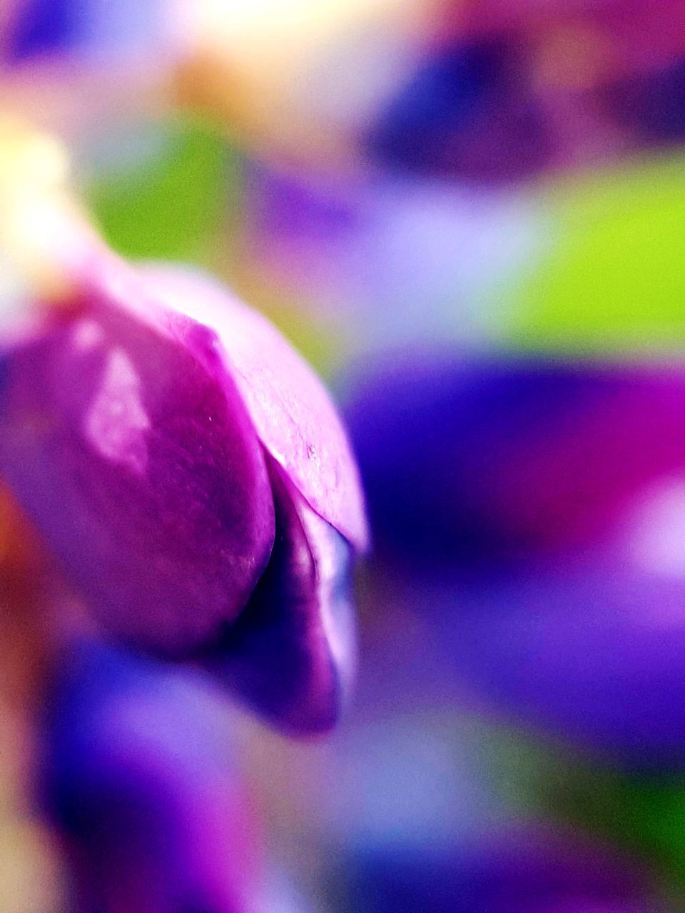 CLOSE-UP OF PURPLE FLOWER