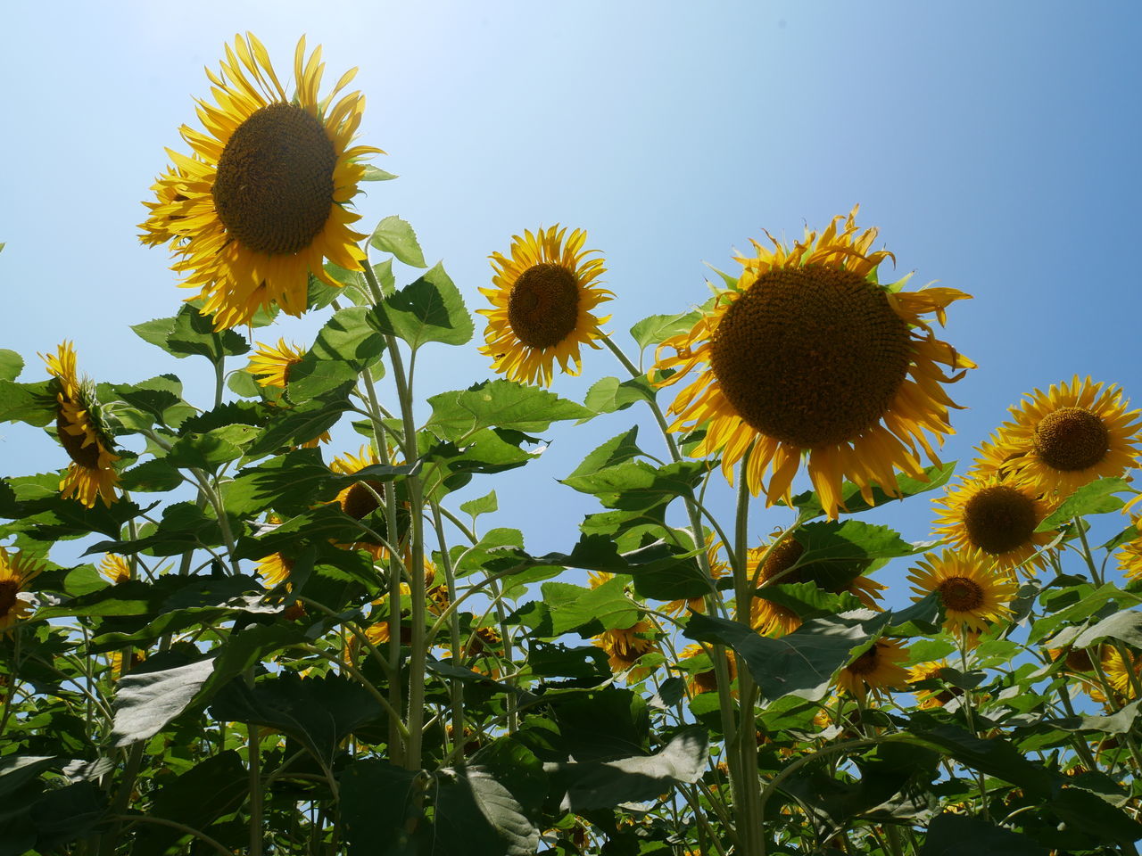 LOW ANGLE VIEW OF SUNFLOWERS ON PLANT