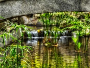 Reflection of trees in water