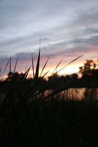 Close-up of silhouette grass on field against sky during sunset