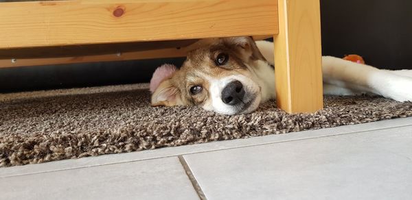 Portrait of dog lying on rug