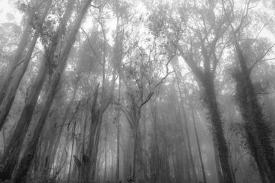 Low angle view of trees in forest