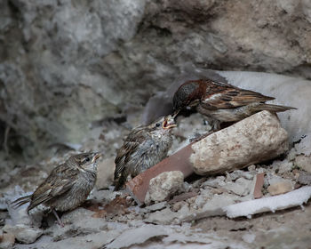 Close-up of bird perching on a rock