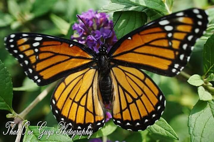 butterfly - insect, insect, animals in the wild, butterfly, one animal, animal themes, wildlife, animal markings, close-up, natural pattern, beauty in nature, focus on foreground, animal wing, flower, nature, plant, leaf, growth, fragility, pollination