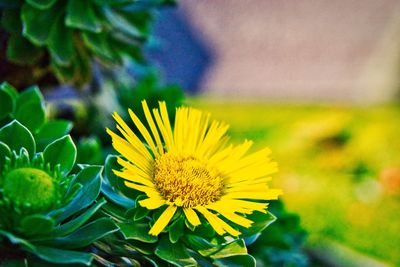 Close-up of sunflower on field