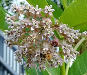 Close-up of flowers blooming outdoors