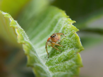 Close-up of insect on leaf