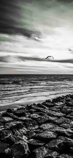 View of birds flying over sea