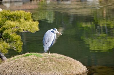 Close-up of gray heron perching on lake