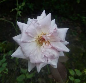 Close-up of white flower blooming outdoors