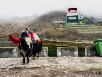 Horses standing on mountain road