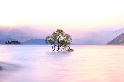 Scenic view of tree against sky during sunset