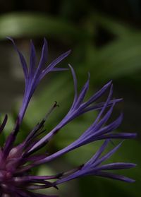 Close-up of purple flowers