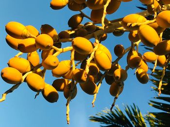 Low angle view of fruits on tree against sky