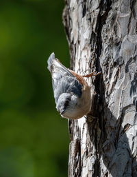 Close-up of a bird on tree trunk