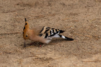 Close-up of birds