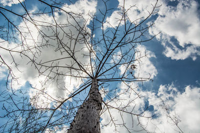 Low angle view of tree against sky