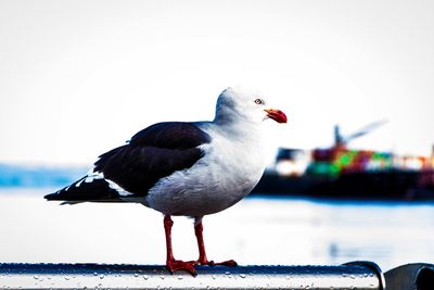 Close-up of bird perching on wall