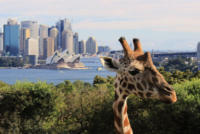 Giraffe in city against sky