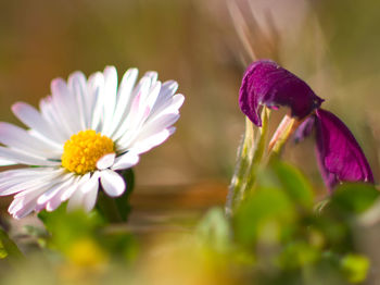 Close-up of purple flowering plant