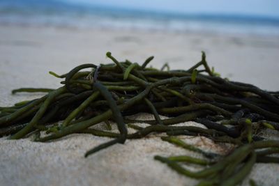 Close-up of dead plant on beach