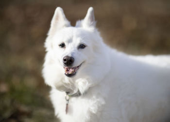 Close-up portrait of white dog