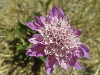 Close-up of purple flower blooming outdoors