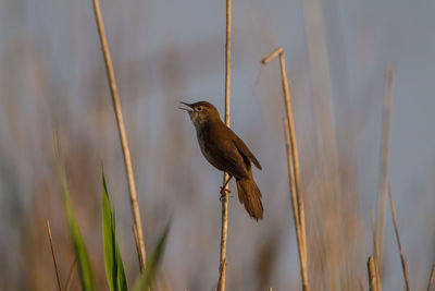 Close-up of bird perching on plant