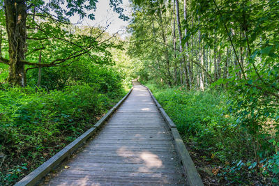 Dirt road amidst trees in forest