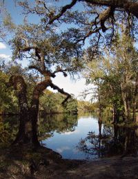 Trees by lake in forest against sky