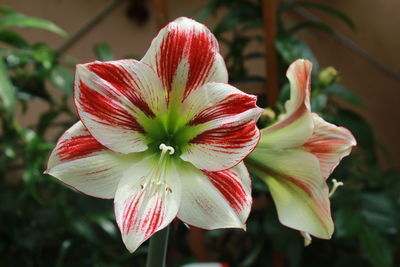 Close-up of red flowering plant