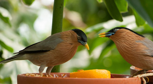 Close-up of bird perching on leaf