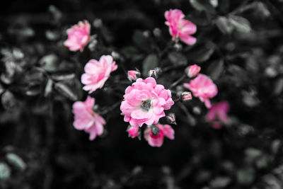 Close-up of pink flowers blooming outdoors
