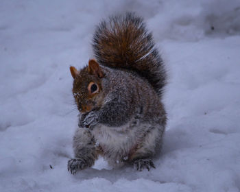 Close-up of squirrel on snow field