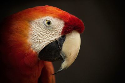 Close-up of a parrot