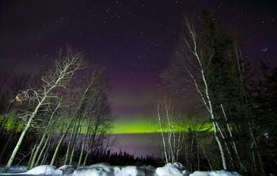 Trees in forest against sky at night