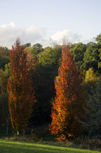 Trees in park