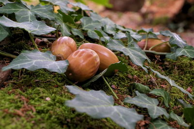 Close-up of fruits growing on field