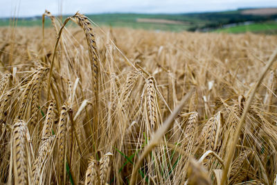 Close-up of wheat field