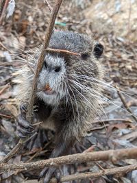 Close-up of an animal on field