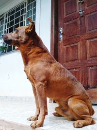 View of a dog looking away