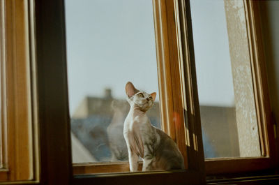 Cat sitting near the window at home