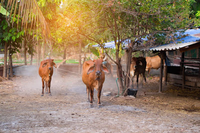 Thai cows red body beautiful long horns